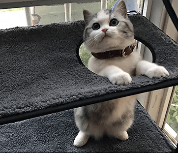 Luxury Cat Hammock Bed With Super Suction Cup - Removable And Washable